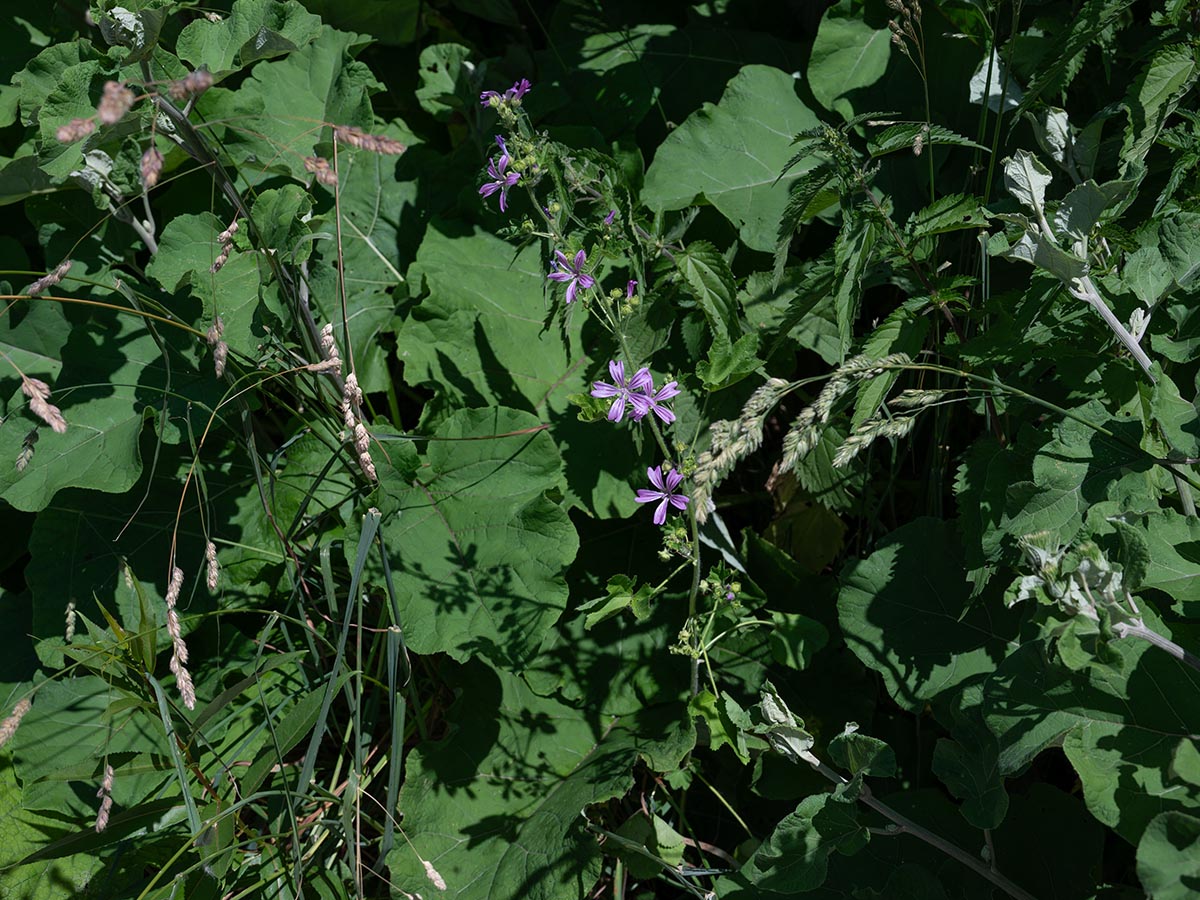 Habitus